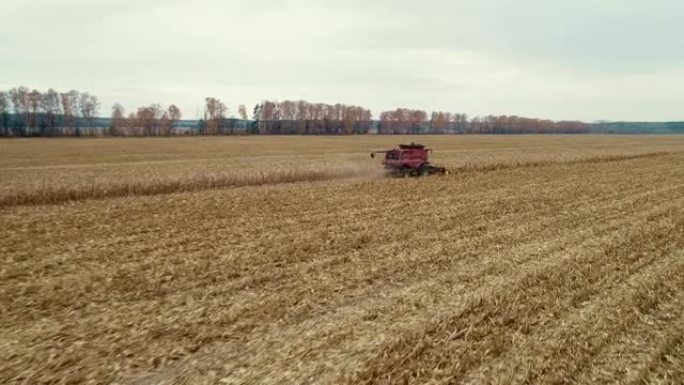 在麦田工作的收割机的俯视图。结合农业机械收割金熟麦田。