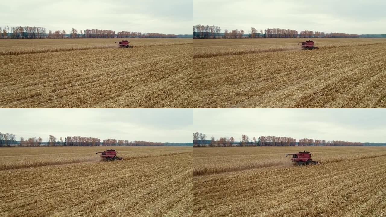 在麦田工作的收割机的俯视图。结合农业机械收割金熟麦田。