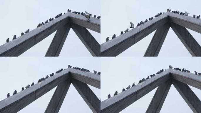 一群鸽子放在一座桥的木结构上，两只苍蝇还在找地方-342