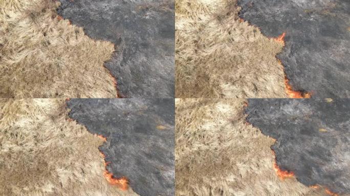 旱季红火燃烧的草地鸟瞰图。自然灾害与气候变化概念