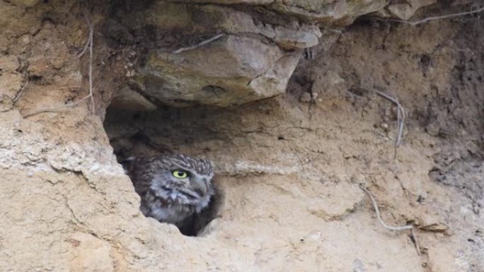 小猫头鹰藏在洞穴里。雅典娜夜曲