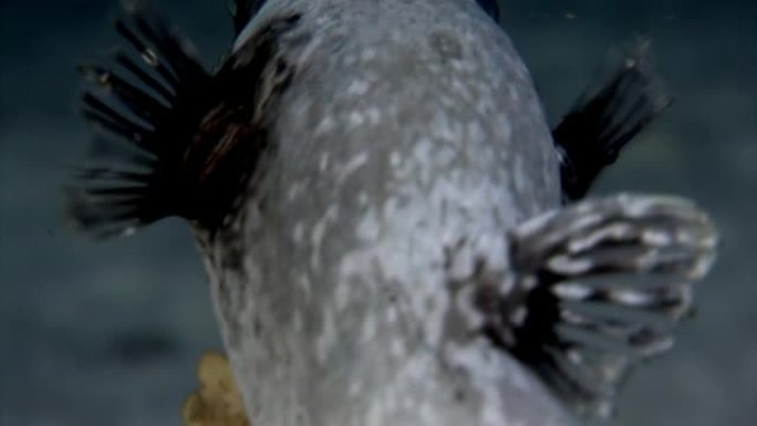 放线菌鱼河豚，珊瑚中白色，在水下寻找食物。