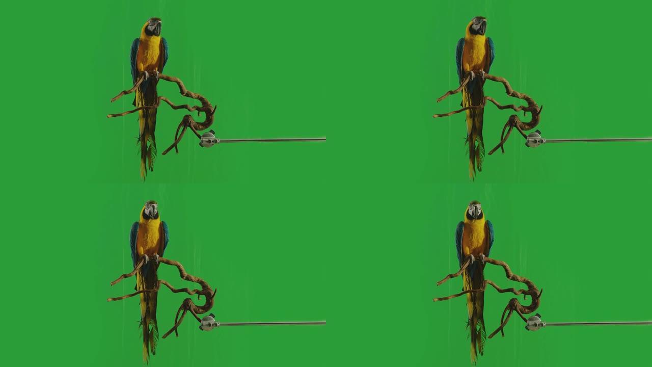 蓝色和黄色的鹦鹉金刚鹦鹉 (Ara Ararauna) 坐在或站在绿色屏幕背景上的树枝上。慢动作在阿