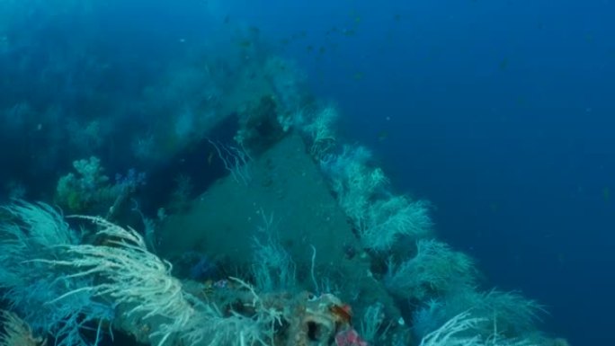 软珊瑚群生长在深海沉船上