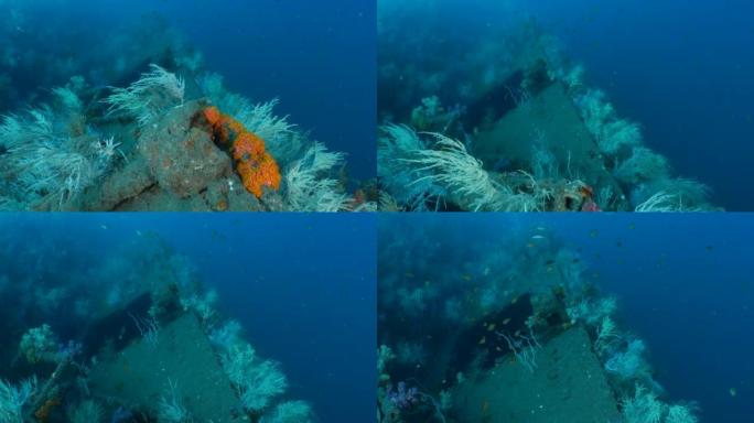 软珊瑚群生长在深海沉船上