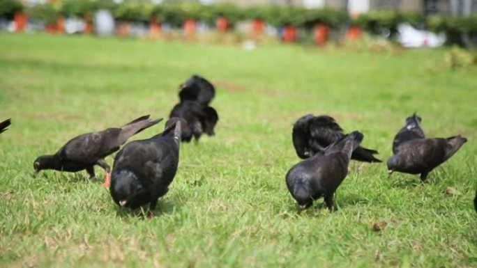 公共广场草地上的鸽子