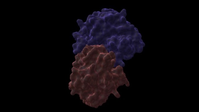 与细胞周期蛋白E (粉红色) 复合物中的细胞周期蛋白依赖性激酶2 (CDK2，蓝色) 的结构