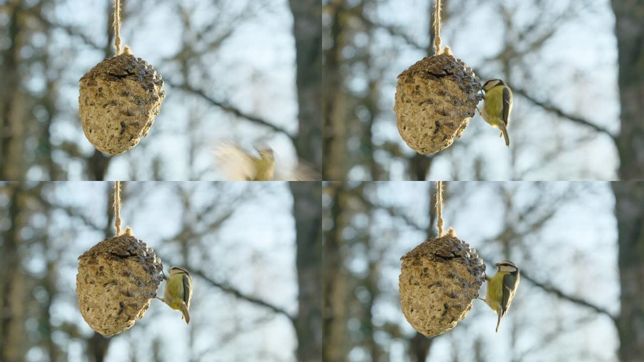 宽射60帧/秒，一个大山雀落在一个空的松果上吃东西