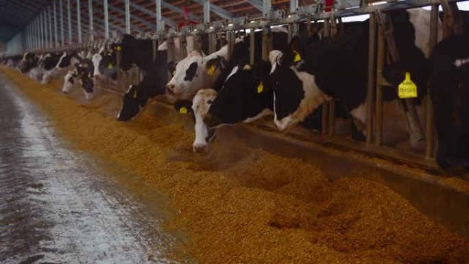 现代农场牛棚用奶牛吃干草，奶牛场。农场奶牛的繁殖。农业、畜牧业和畜牧业