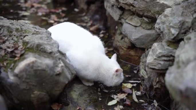 白猫，流浪猫，排水管边喝水
