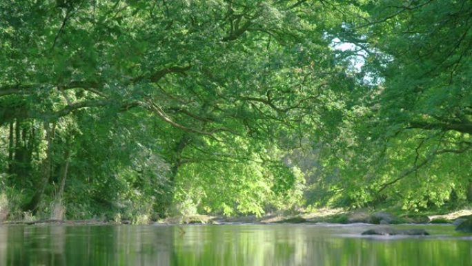 河流在森林的绿树冠下流动时的和平景象