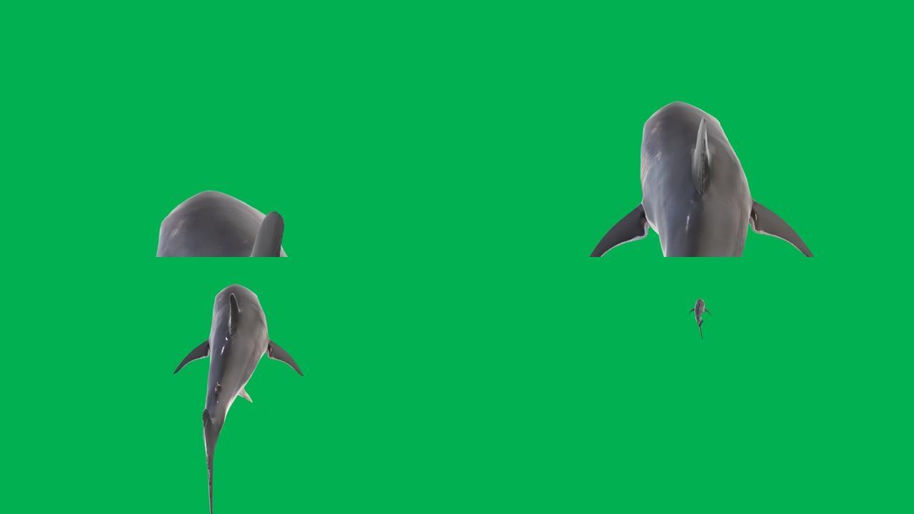 绿色屏幕背景的游泳鲨鱼运动图形