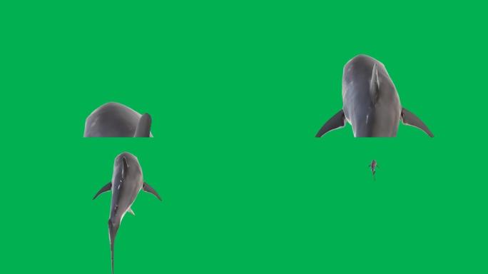 绿色屏幕背景的游泳鲨鱼运动图形