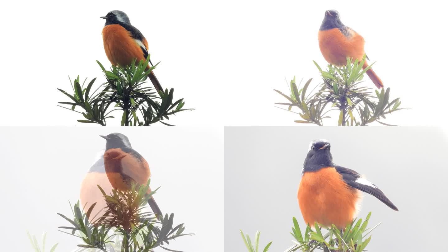 罗汉松树顶上的小鸟，漂亮的北红尾鸲