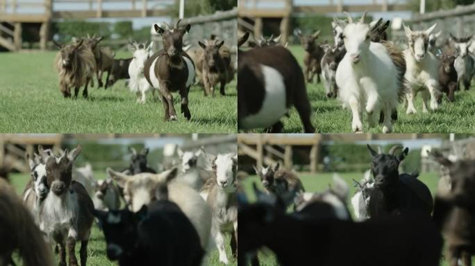美丽有趣的60fps慢动作拍摄侏儒山羊在晴天跑步