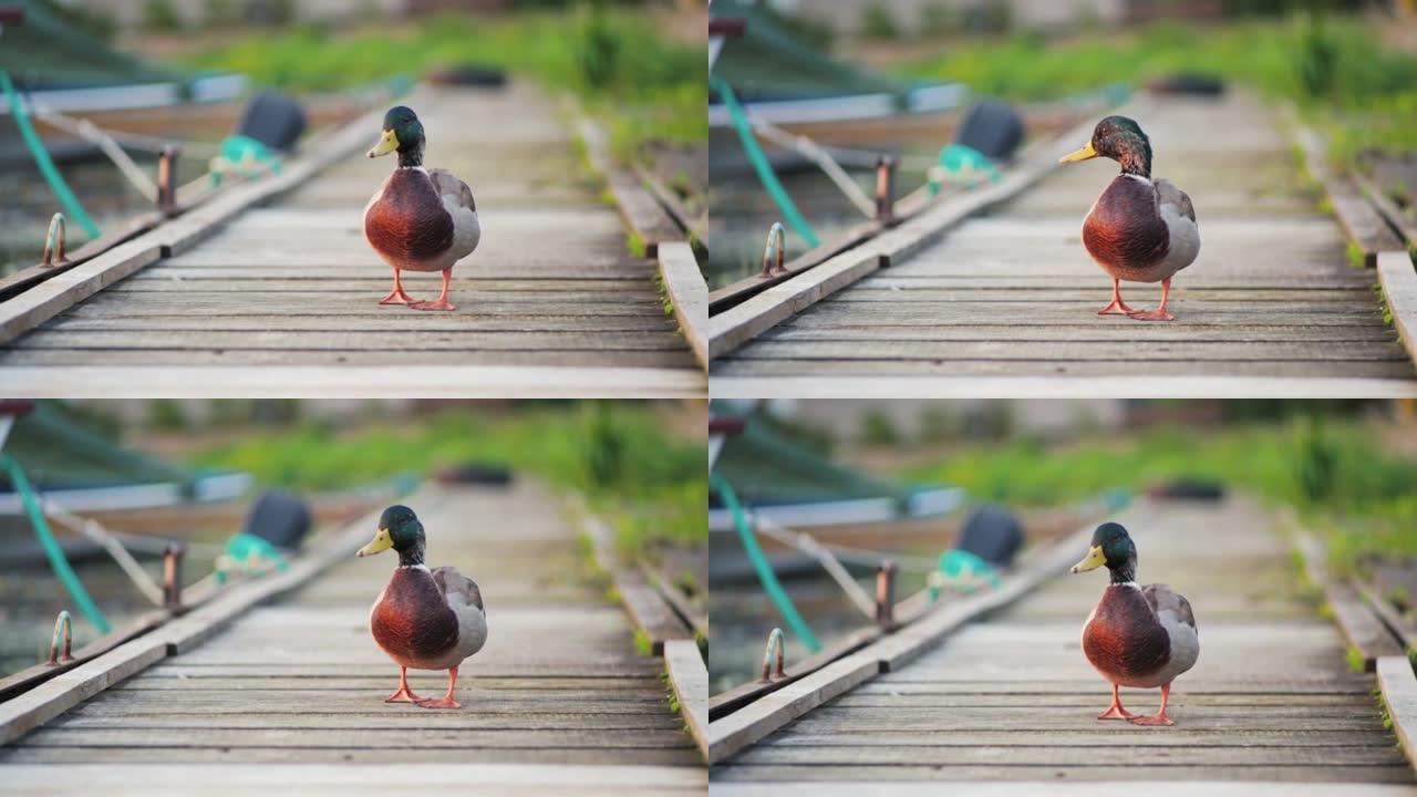 一只雄性鸭子站在湖附近的木Platworm上的特写镜头