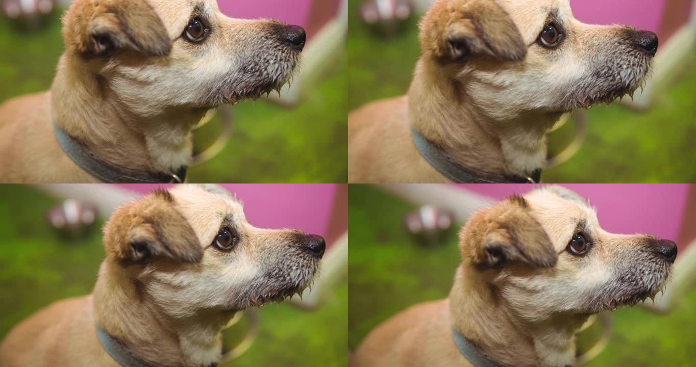 小浅棕色宠物狗用棕色眼睛抬头的特写