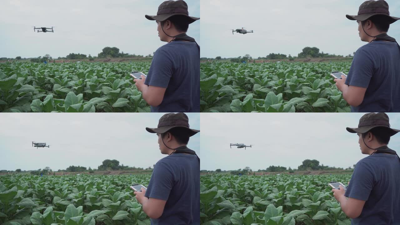 农民准备驾驶无人机去调查田间烟草种植的年轻绿色烟草植物的区域。农业技术概念。