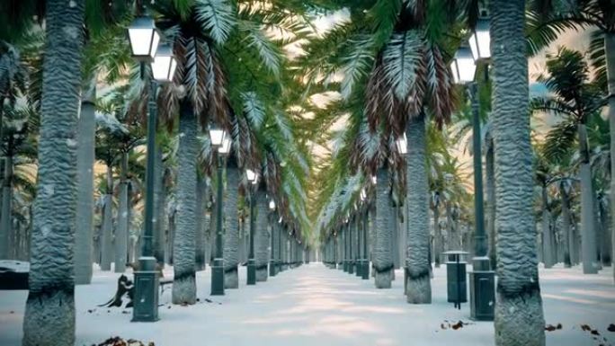 轻柔的雪落在棕榈树成荫的森林小径上