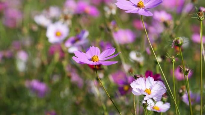 在多风的晴天，美丽的Cosmos bipinnata (coreopsis) 花田，特写一朵粉红色的