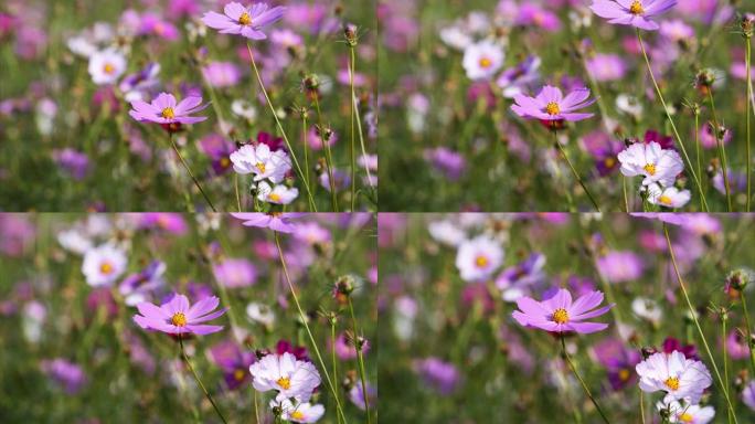 在多风的晴天，美丽的Cosmos bipinnata (coreopsis) 花田，特写一朵粉红色的