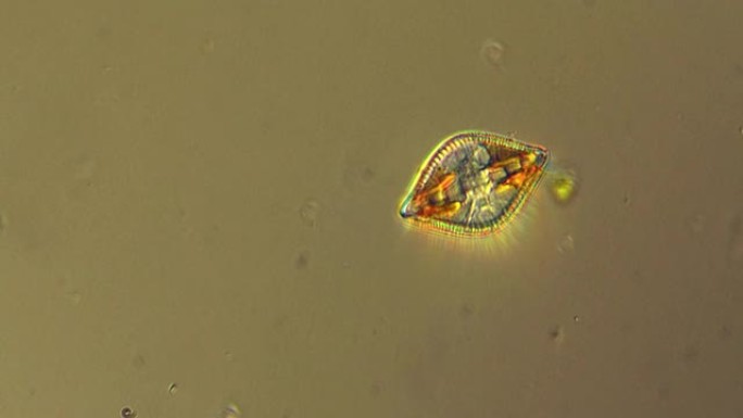 硅藻微生物的显微镜检查