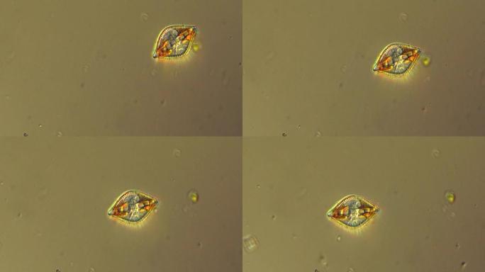 硅藻微生物的显微镜检查