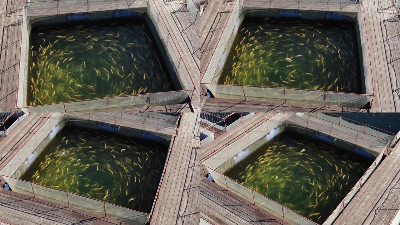 鳟鱼岛。商店里种鱼。伊尔库茨克市的小型企业鳟鱼农场。从无人机上射击。从上方观看。安加拉河。