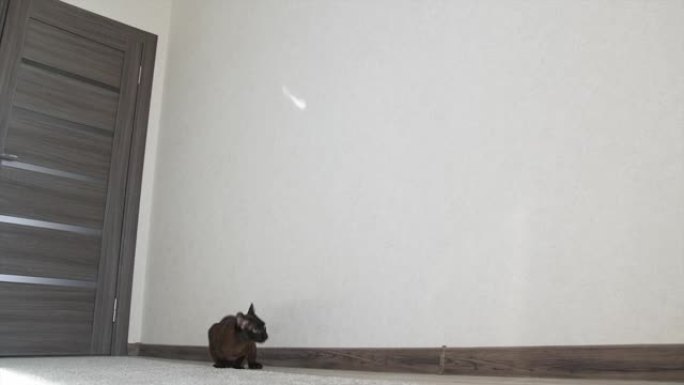 有趣的小猫在墙上跳。迷人的黑暗猫试图捕捉光线。