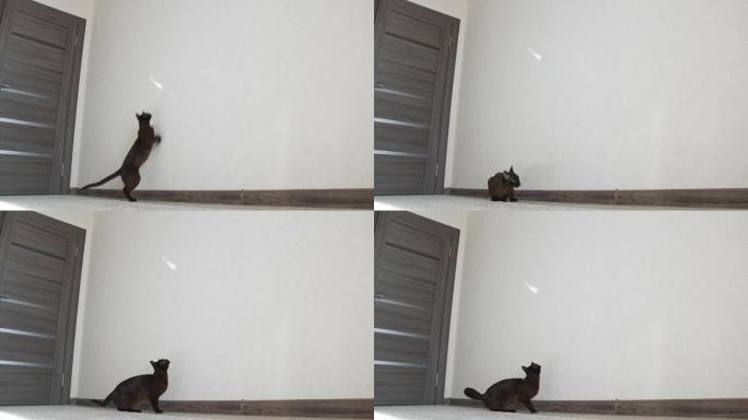 有趣的小猫在墙上跳。迷人的黑暗猫试图捕捉光线。