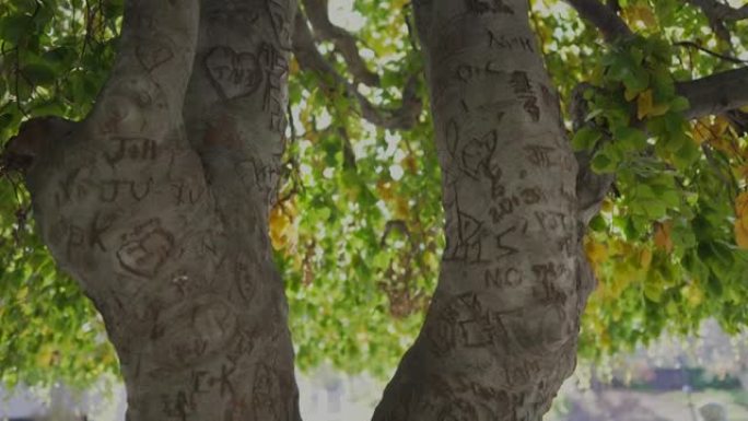 城市公园树上雕刻的名字