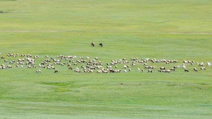 绵羊在绿色的草地上吃草