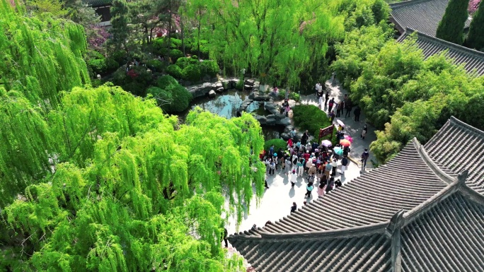 青龙寺樱花航拍4k全景