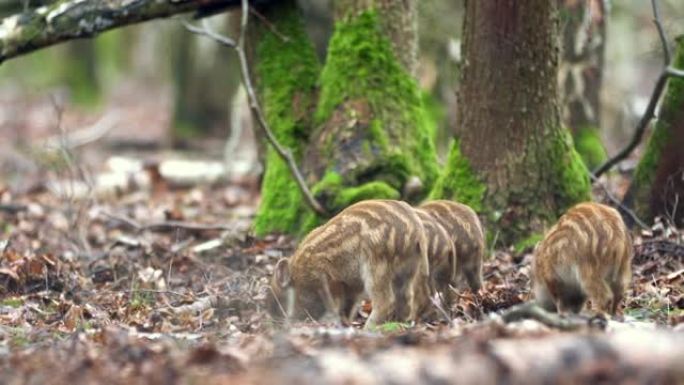 特写年轻的野猪Sus scrofa平静的小猪在深色木材中寻找营养。野生动物宁静的长毛动物场景。在杂食