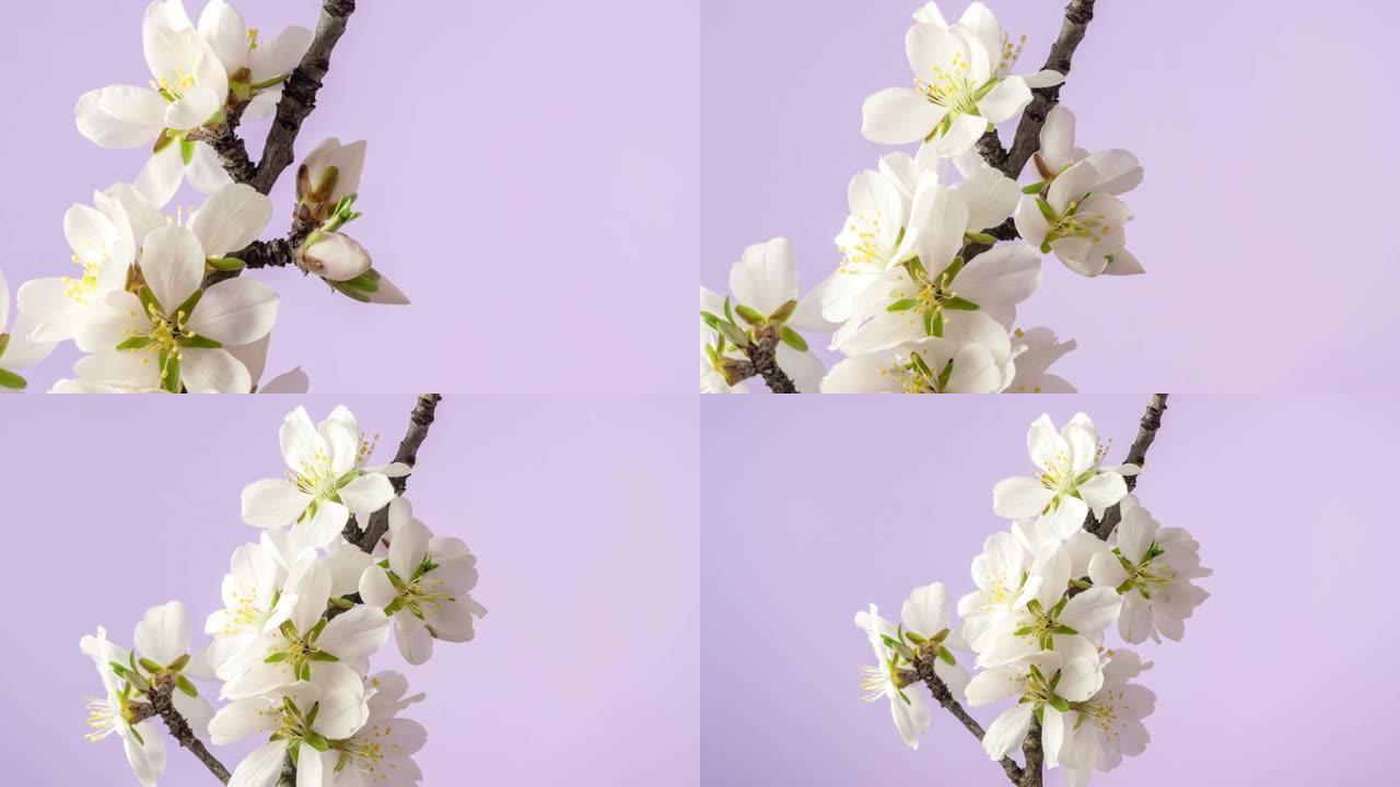 杏仁花盛开在粉红色背景下的4k视频中。缩小春天梅花的视频。