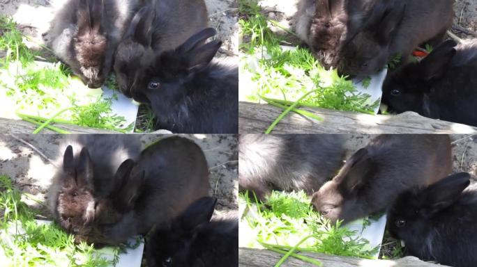 小兔子兔子的明亮甜蜜公司一起吃蔬菜餐