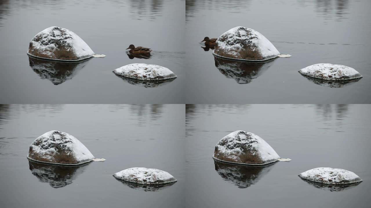 冬季绿头鸭游过