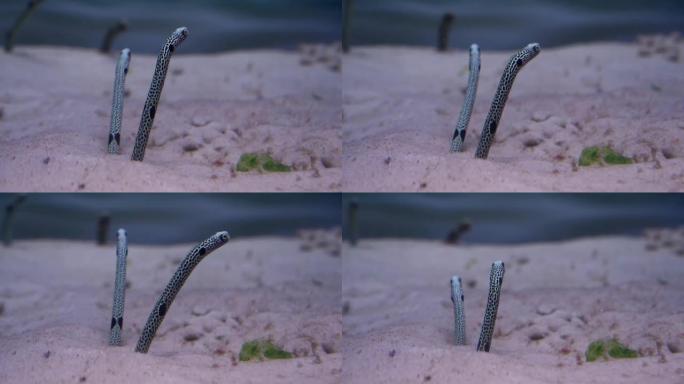 花园鳗鱼。该属根据在沙质基质中钻洞75% 的行为模式进行分类。