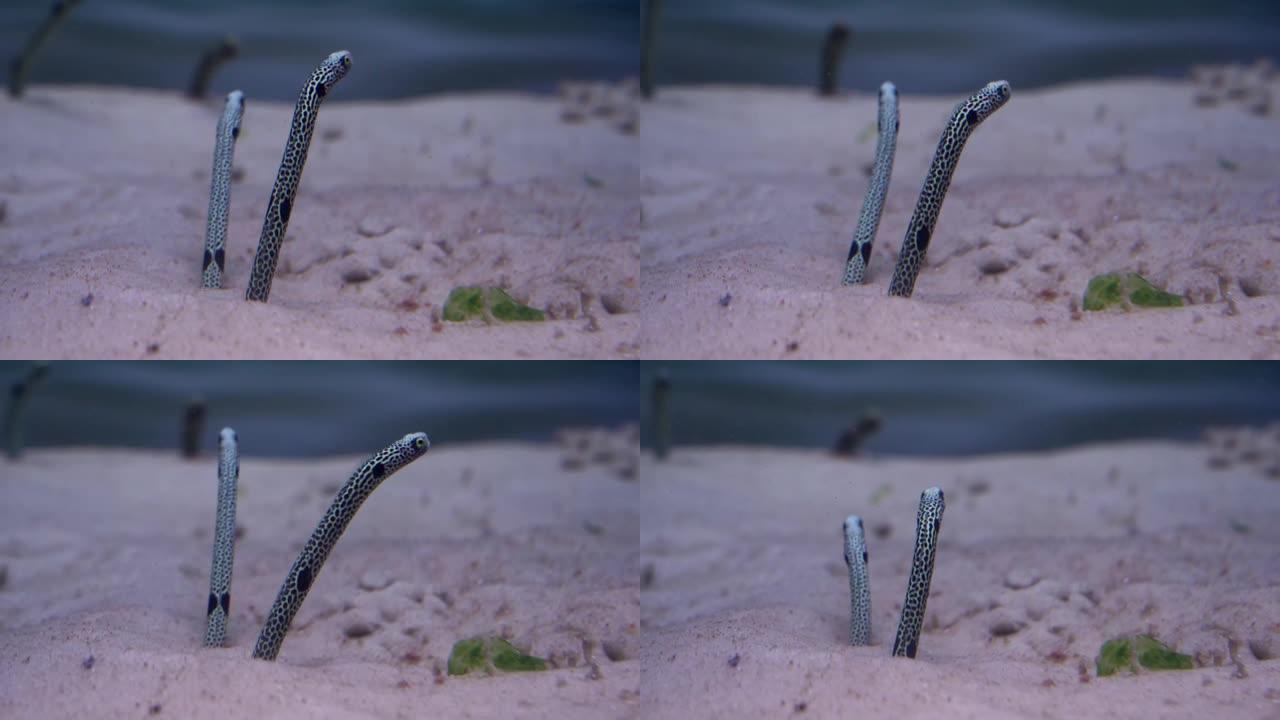 花园鳗鱼。该属根据在沙质基质中钻洞75% 的行为模式进行分类。