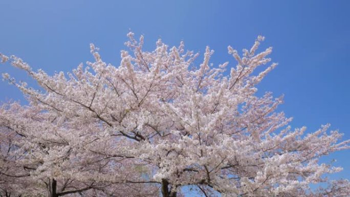 樱花，樱花樱花