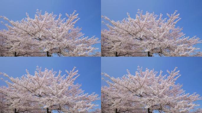 樱花，樱花樱花