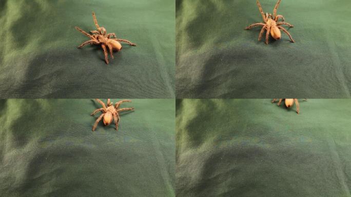 狼蛛，绿色背景上的蜘蛛
野生狼蛛
特写蜘蛛的雌性
女性可以活到25岁
狼蛛毒牙，昆虫，昆虫，虫子，臭