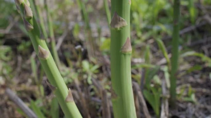 芦笋在芦笋地里发芽。季节性收获。