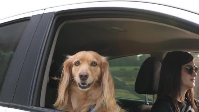 狗与主人一起开车旅行