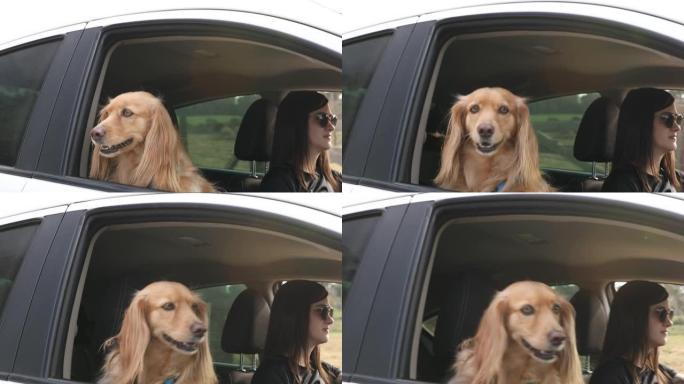 狗与主人一起开车旅行