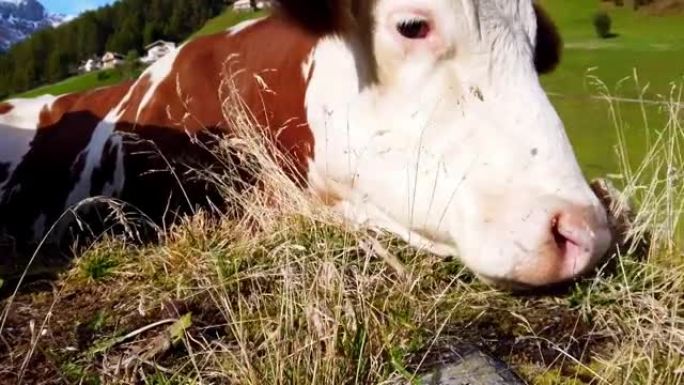 南蒂罗尔阿尔卑斯山牧场上的母牛反刍