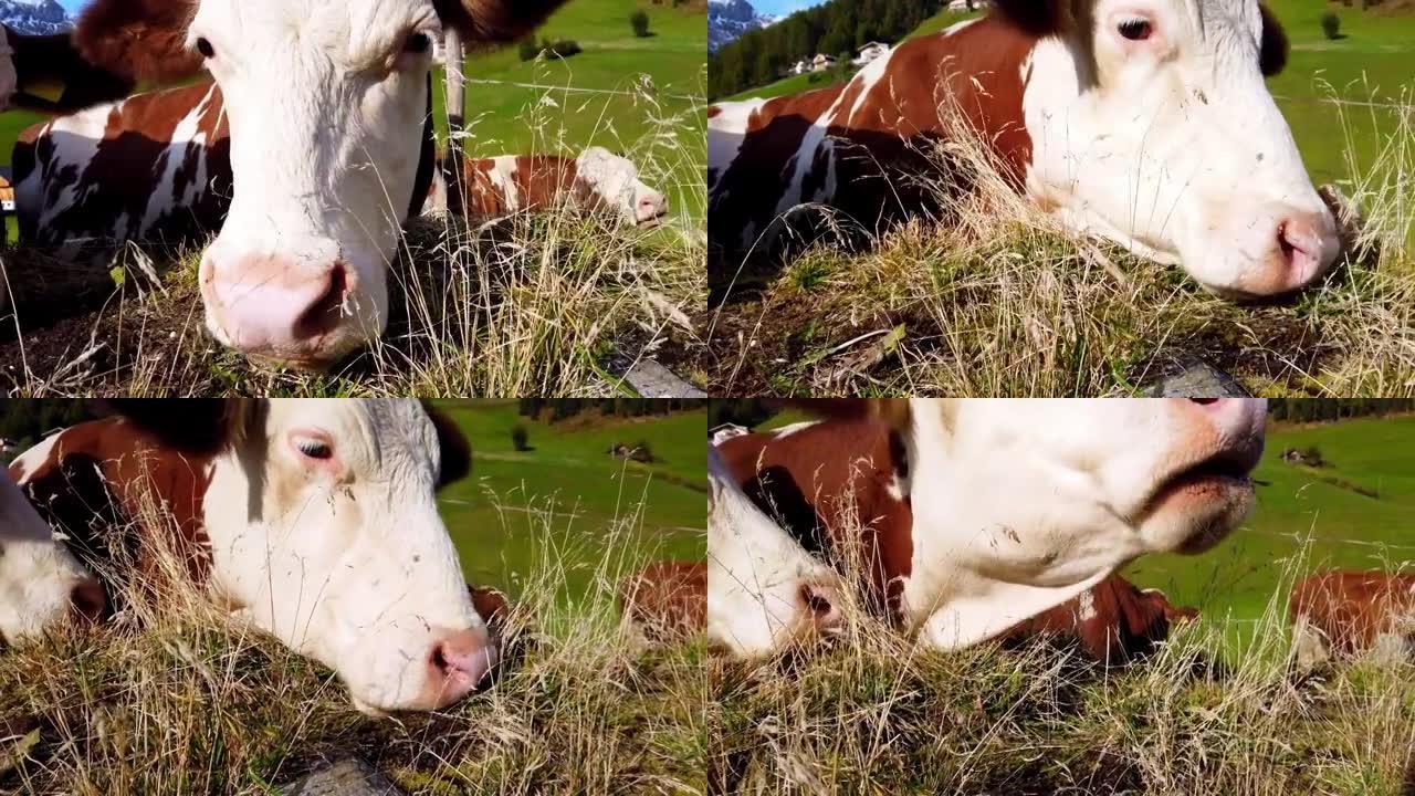 南蒂罗尔阿尔卑斯山牧场上的母牛反刍