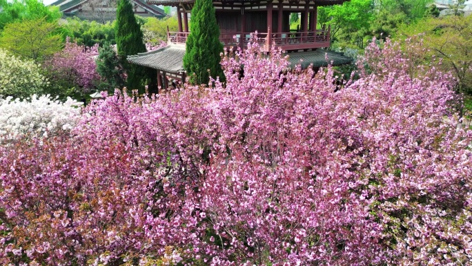 青龙寺樱花航拍古建筑4k