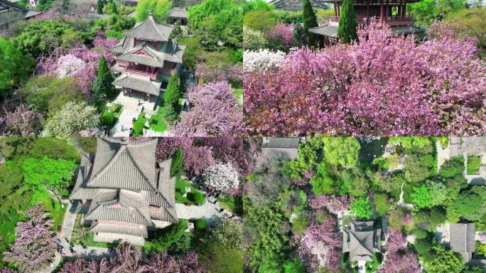 青龙寺樱花航拍古建筑4k