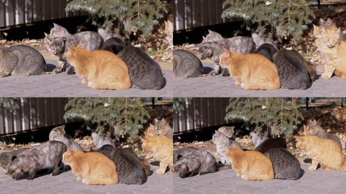 一大群流浪猫坐在铺路板上，等待喂食